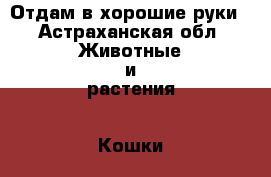 Отдам в хорошие руки - Астраханская обл. Животные и растения » Кошки   . Астраханская обл.